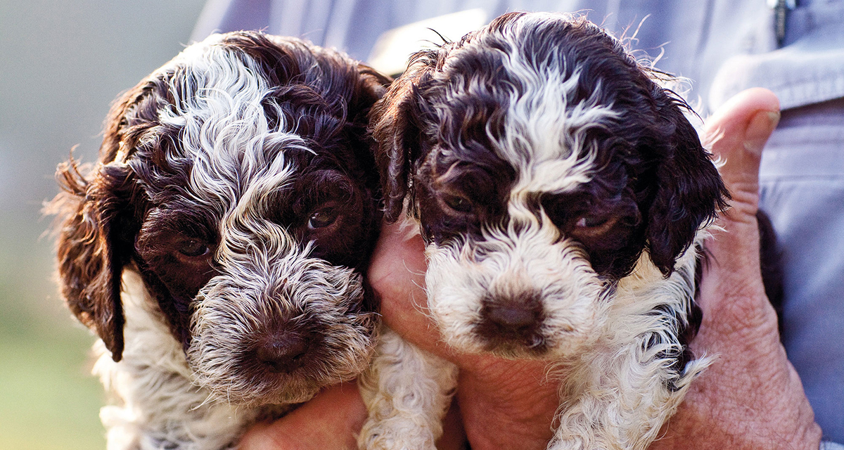 can a lagotto romagnolo eat slim jim