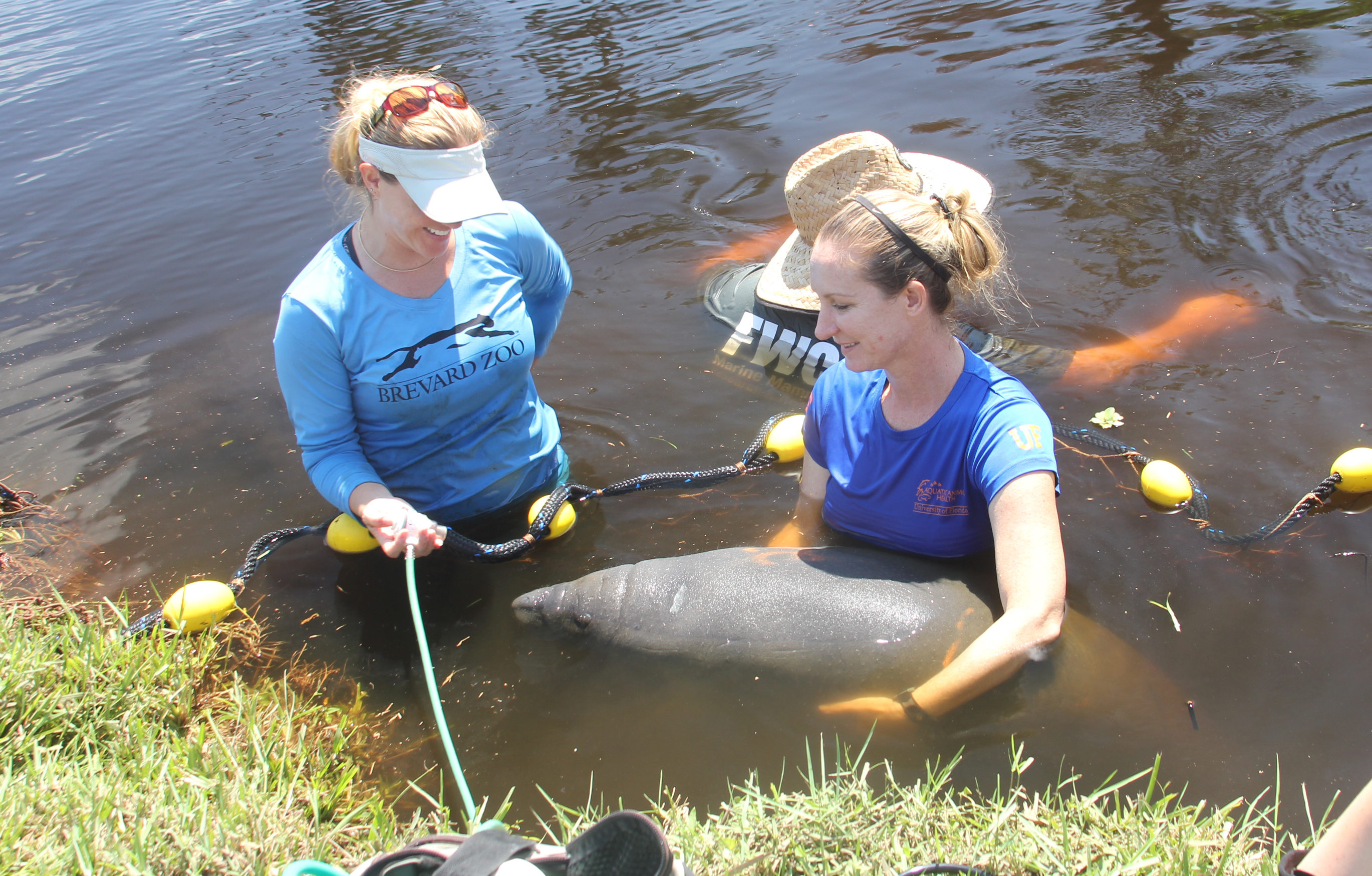 saving-manatees-left-high-and-dry-by-hurricane-irma-garden-gun