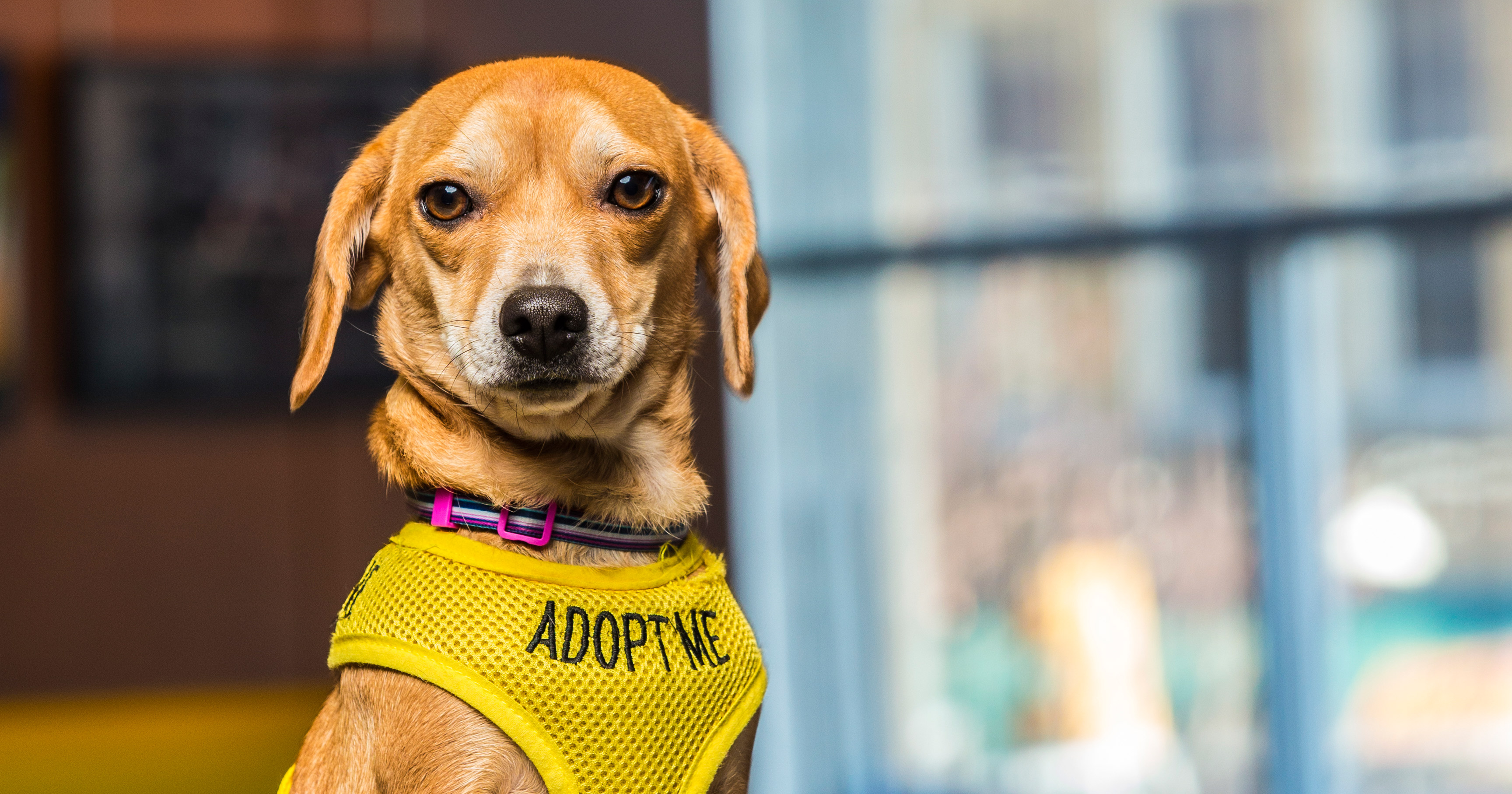 Image result for aloft asheville pet adoption