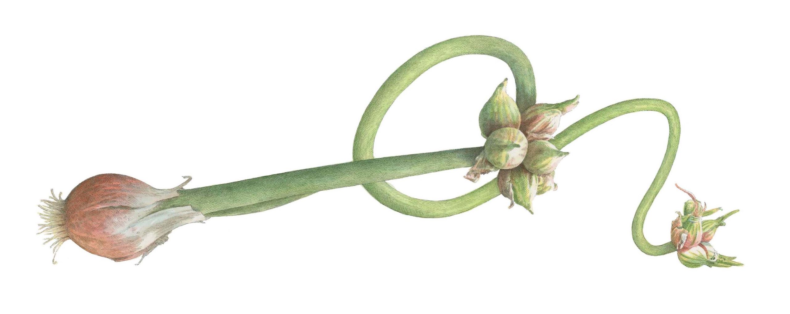 Walk This Way with Walking Onions Garden & Gun