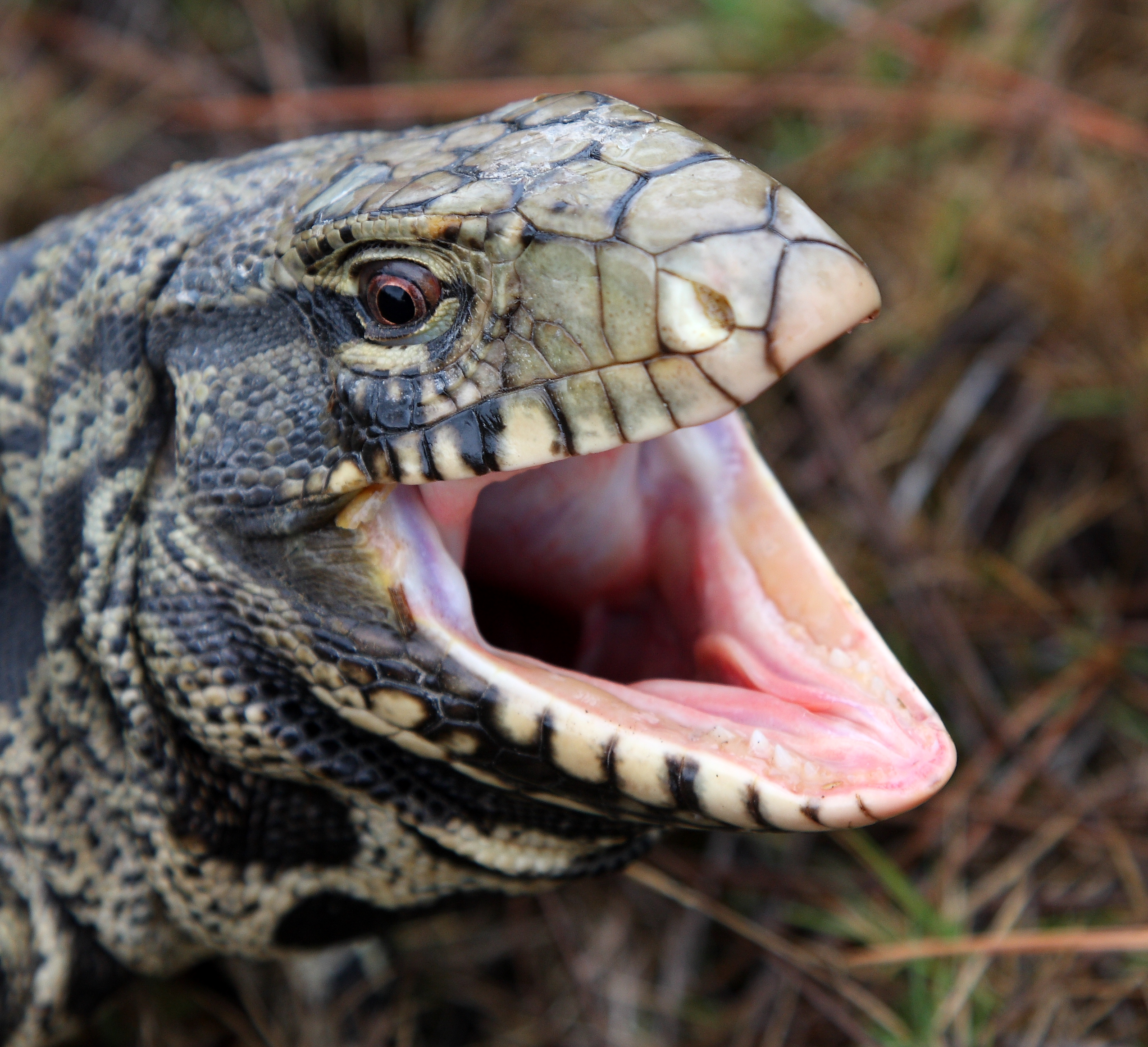 Tegu Lizard trap in the Florida Everglades baited with chicken eggs