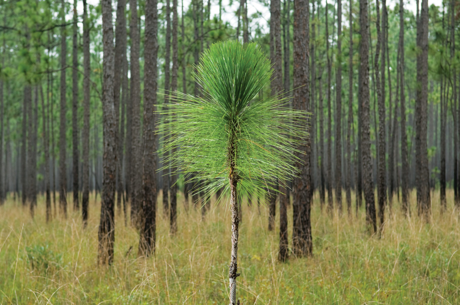 Feral Lyfe Basics: Forest Floor Green Flare Leggings