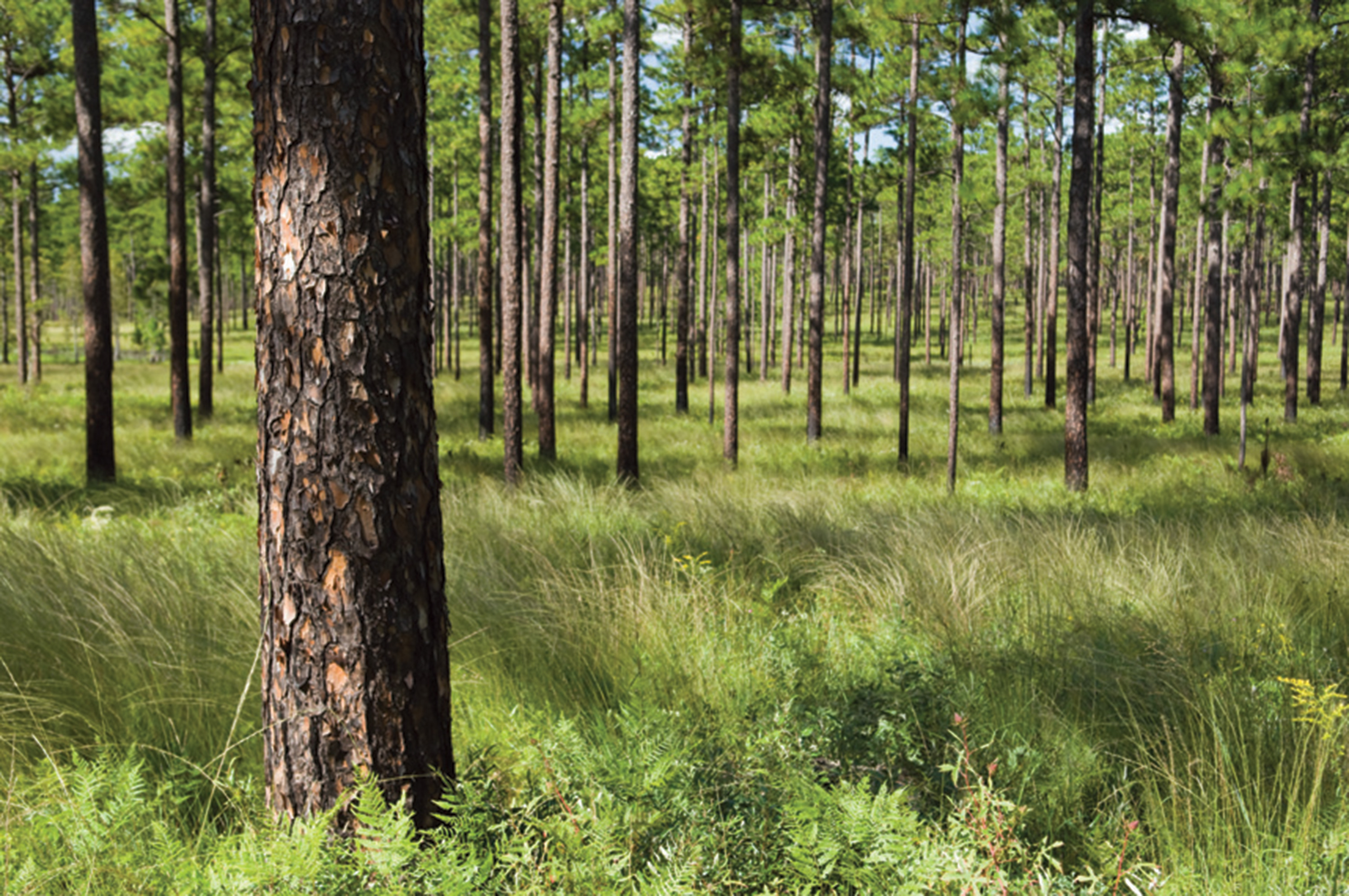 North Carolina longleaf pines its history and future