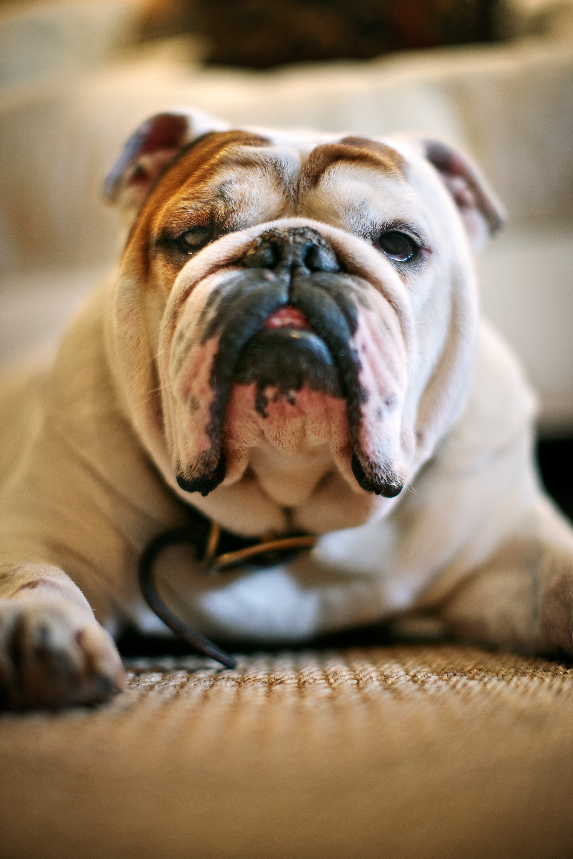 what dog is good for me