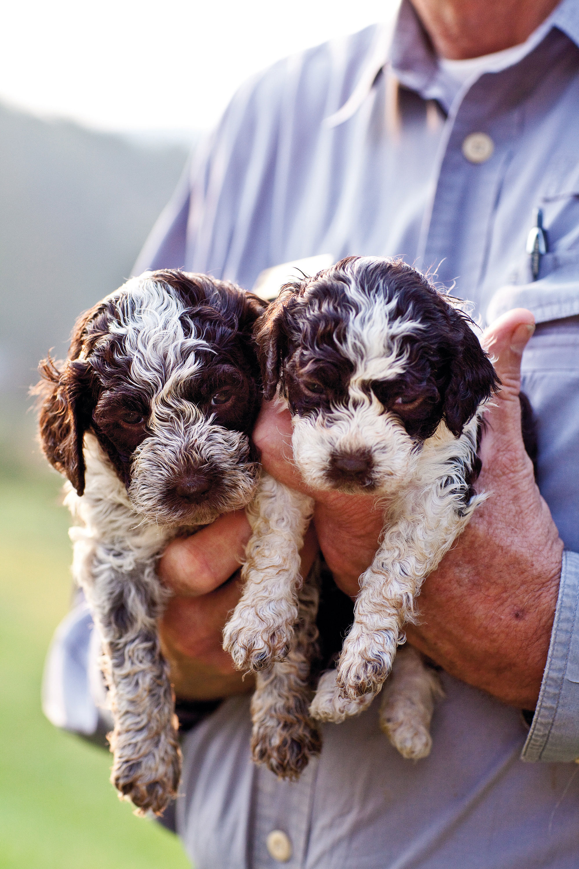 can a lagotto romagnolo eat slim jim