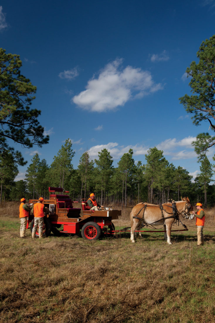 A mule-drawn cart is readied for quail hunting.