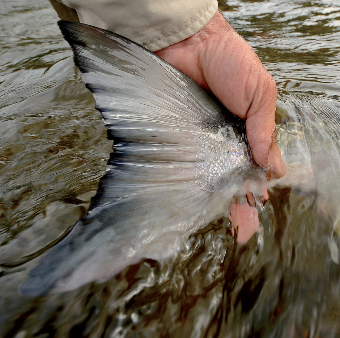 An Atlantic salmon gets released.