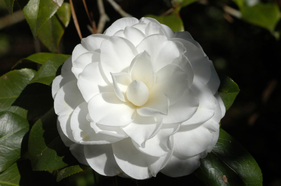 Celebrating a Heritage Southern Flower Garden & Gun