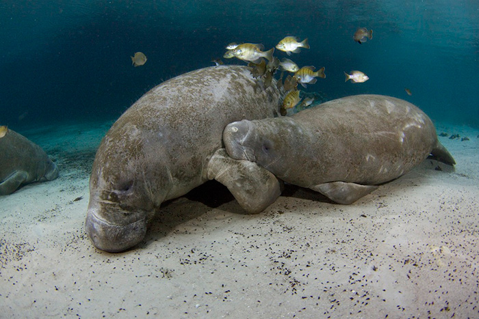 Manatee Mania: A Homecoming to Celebrate – Garden & Gun