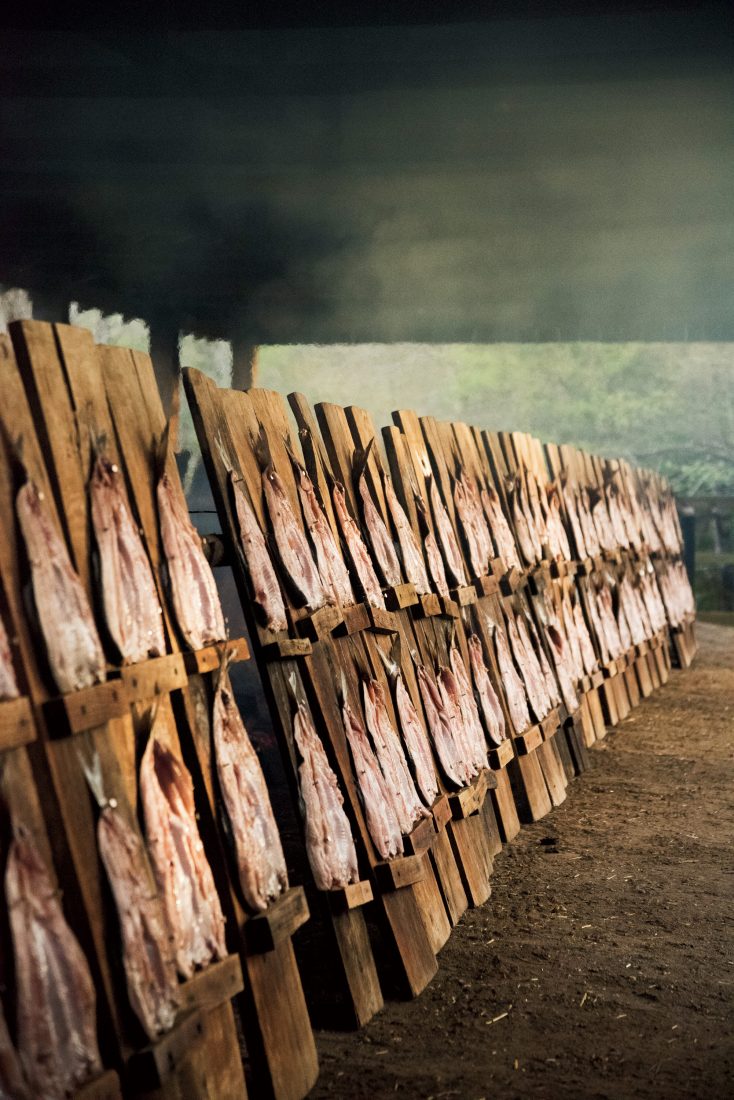 A row of planked shad during the smoking process.