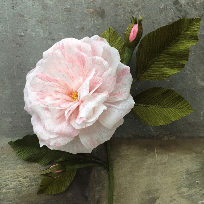 Garden+Rose+_+Suzonne+Stirling.jpg