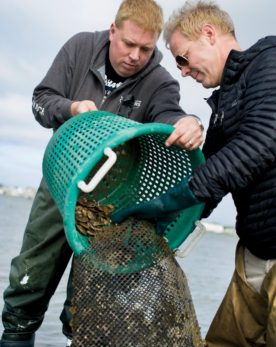 The Return of Chesapeake Bay Scallops Garden & Gun