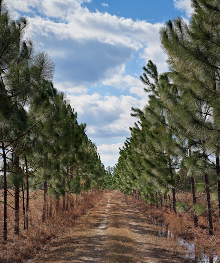 Longleaf pines line a road.