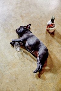 Brock's French bulldog, Ruby, takes a snooze.