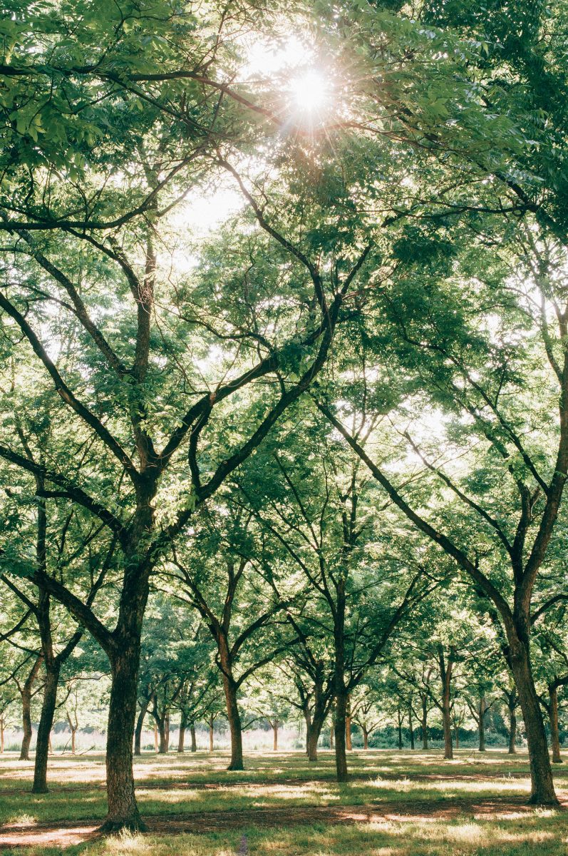 Pecan Truffles Garden & Gun