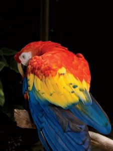 A mature macaw.