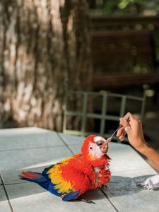 Hand feeding a rescued three-month old macaw.