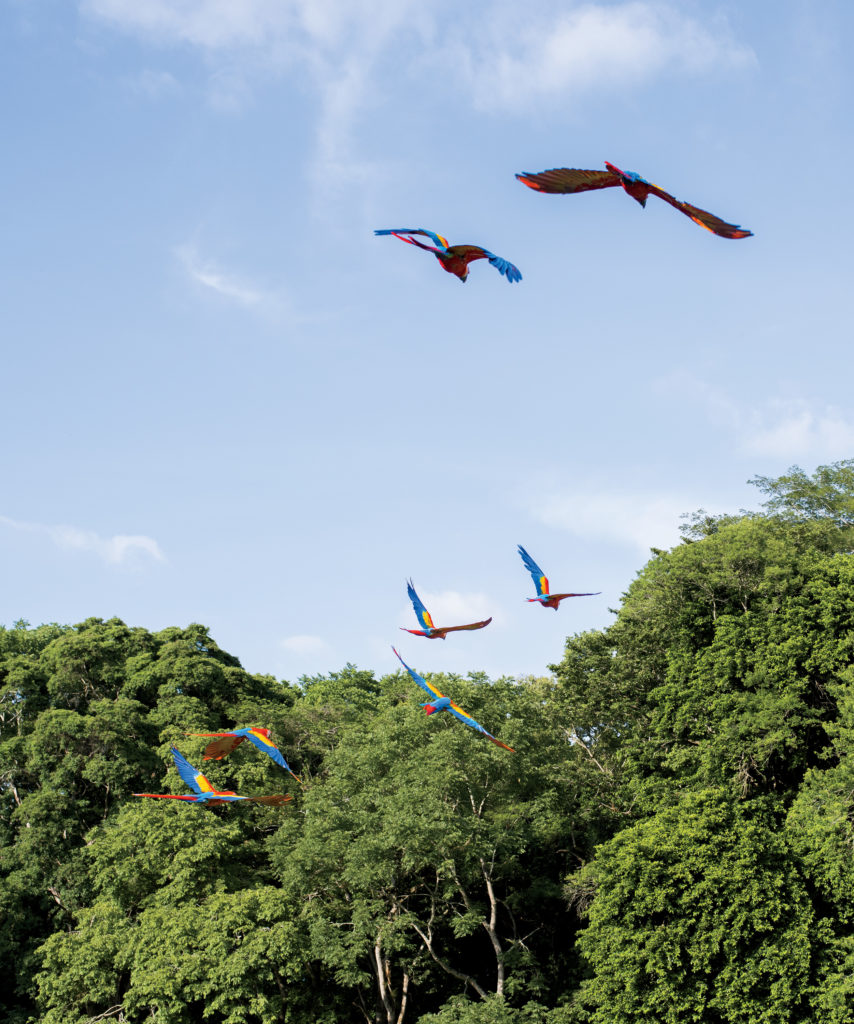 Wild scarlet macaws soar toward the tree line in Copán.