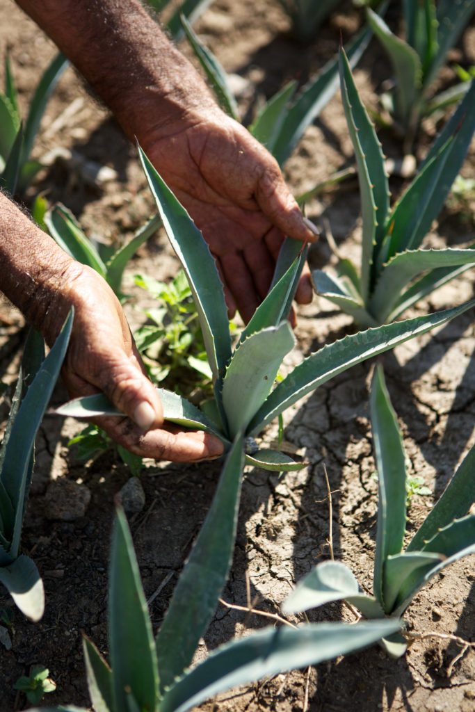 Some Mezcaleros cultivate their own mezcal plants, to ensure future supply.