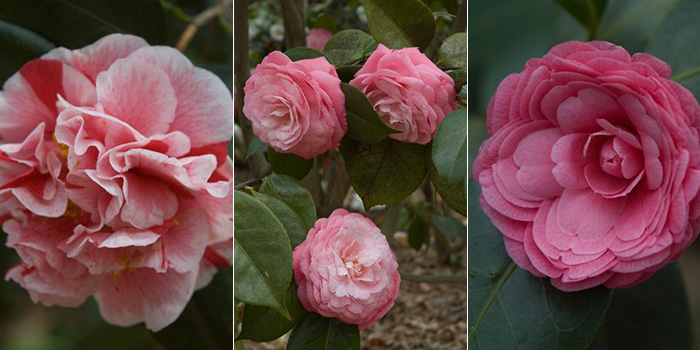 Where to See the South’s Best Camellias – Garden & Gun