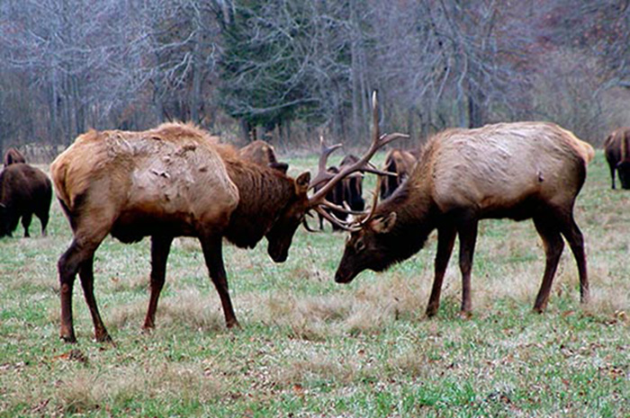 West Virginia’s New Native Species – Garden & Gun