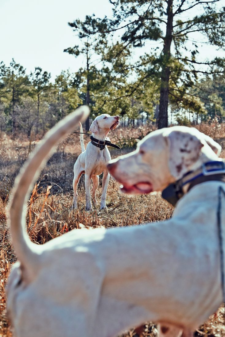 Two pointers lock up on a scent trail.