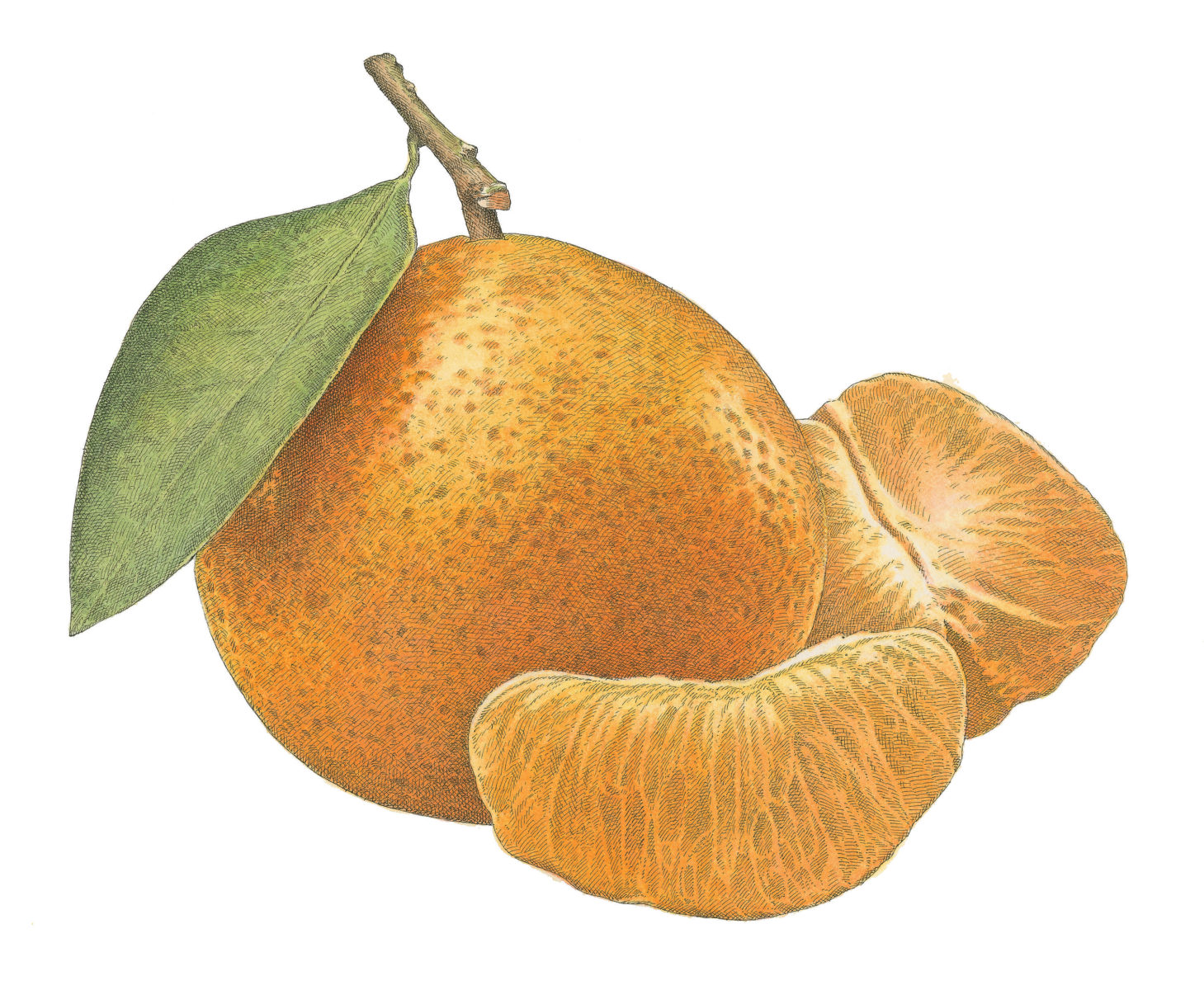 Fresh Satsuma Garden & Gun