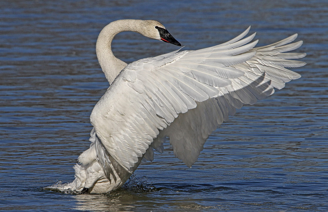 The Mystery of Southern Swans – Garden & Gun