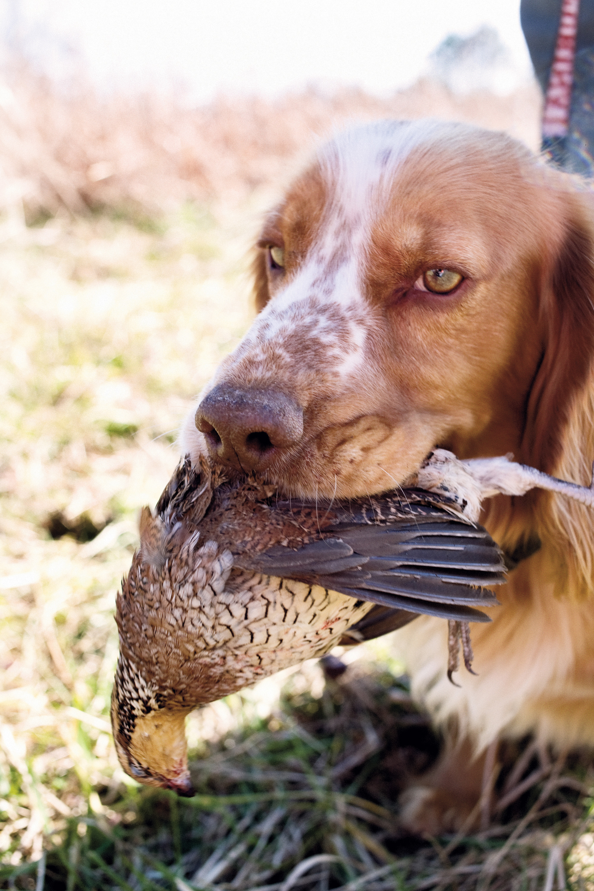 Alabama's Quail Trail Garden & Gun
