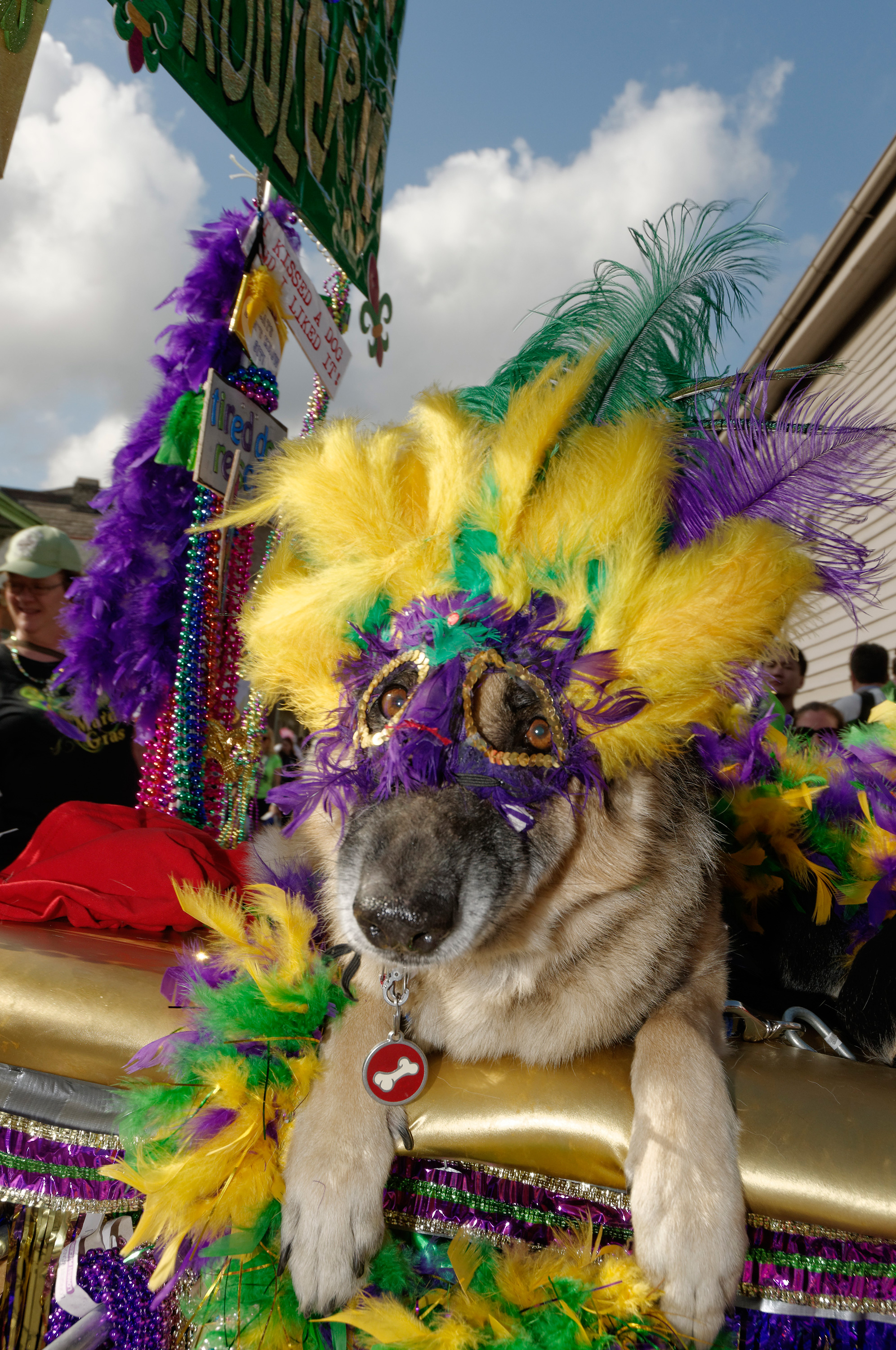 Mardi Gras for Man's Best Friend – Garden & Gun