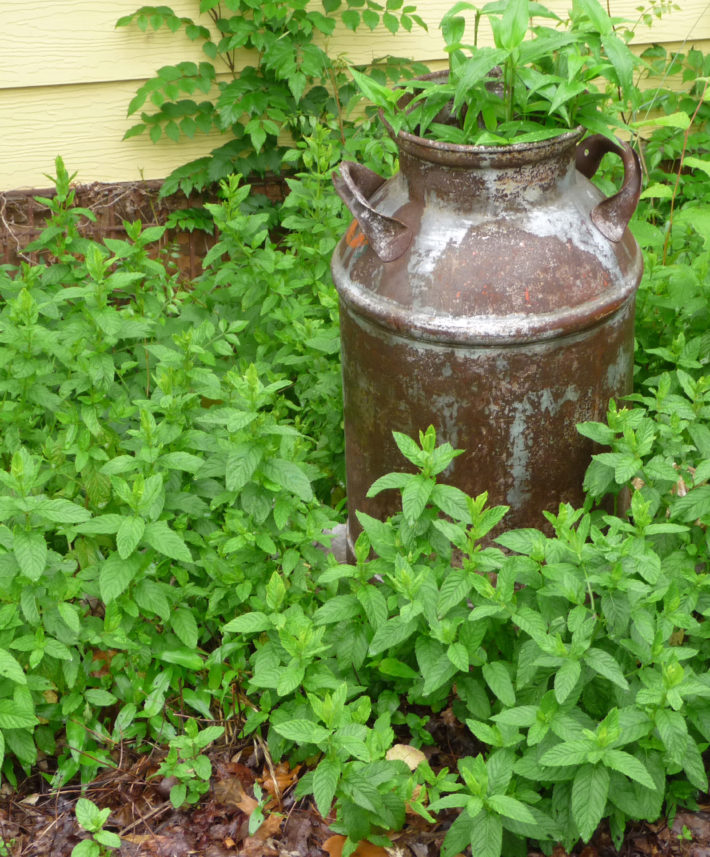 Mint Julep Archives Garden & Gun