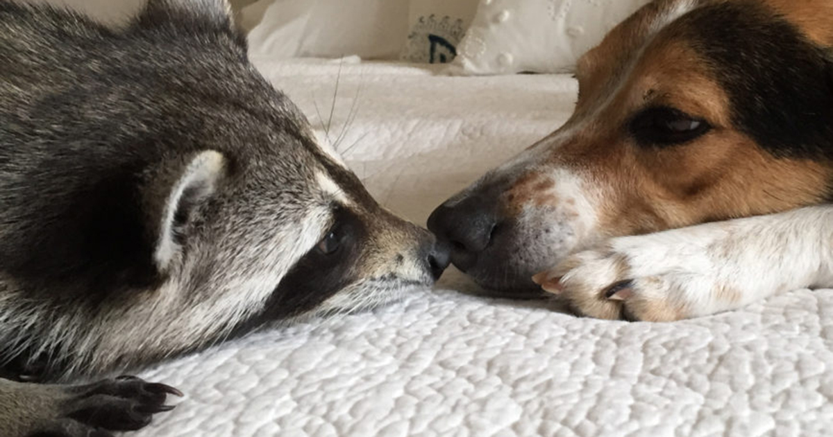 A Star is Born: The Raccoon Who Thinks She's A Dog – Garden & Gun