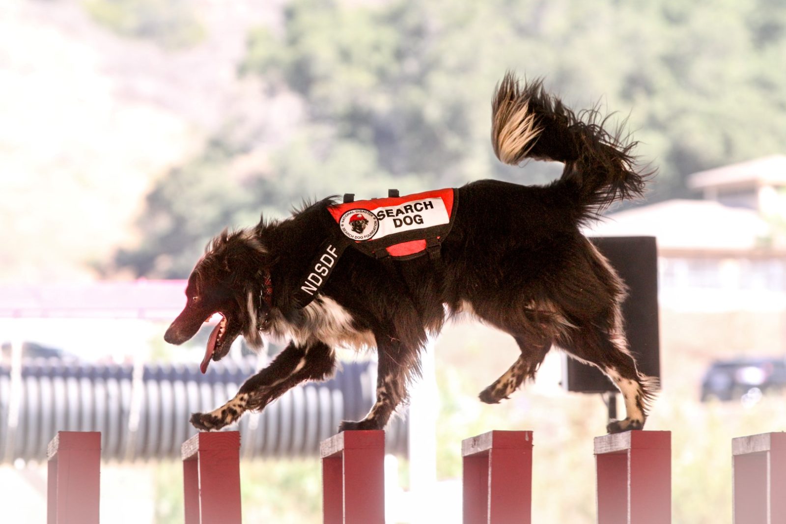 Meet the Rescue Dogs—Who the Rescuers Garden & Gun