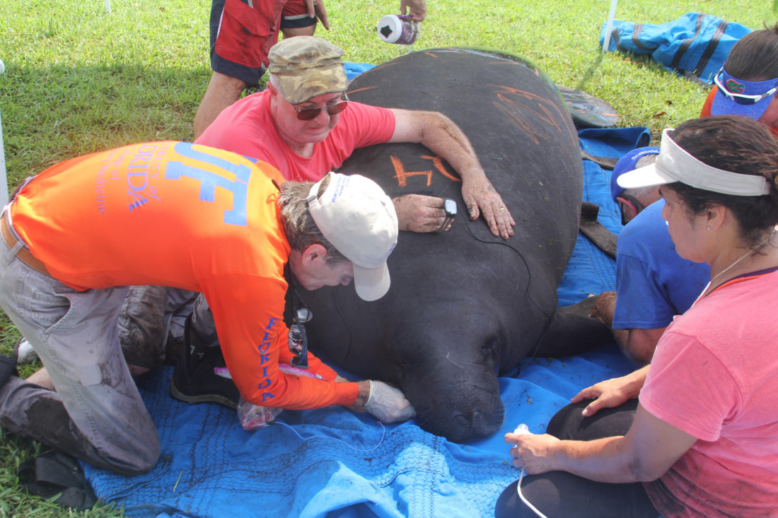 Saving Manatees Left High And Dry By Hurricane Irma – Garden & Gun