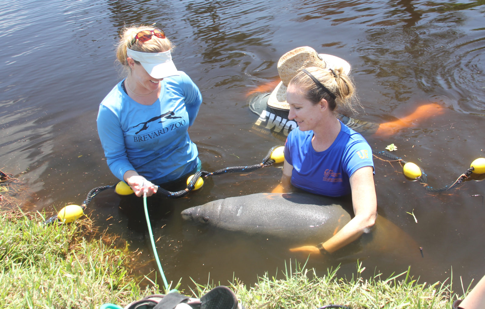 Saving Manatees Left High And Dry By Hurricane Irma – Garden & Gun