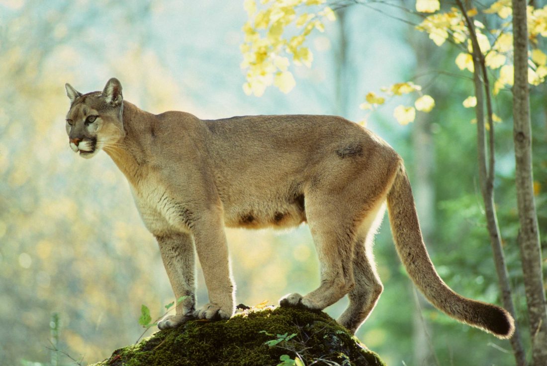 Do Cougars Roam the Smoky Mountains? – Garden & Gun