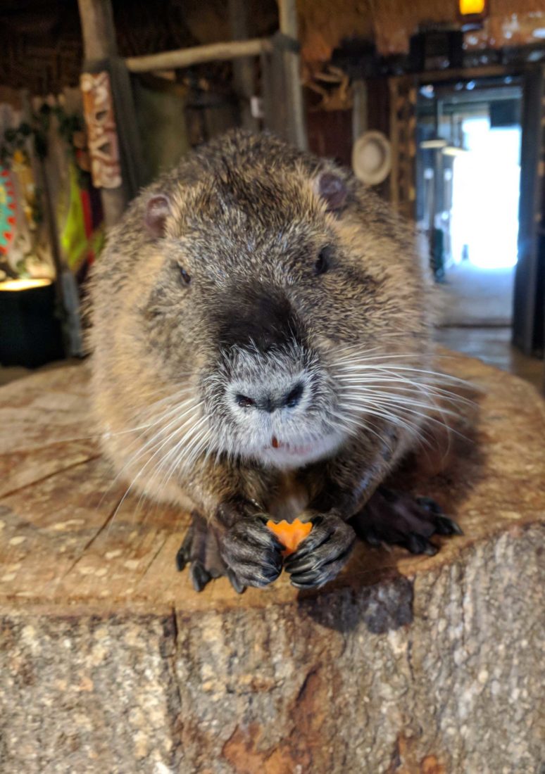 A close-up of a groundhog