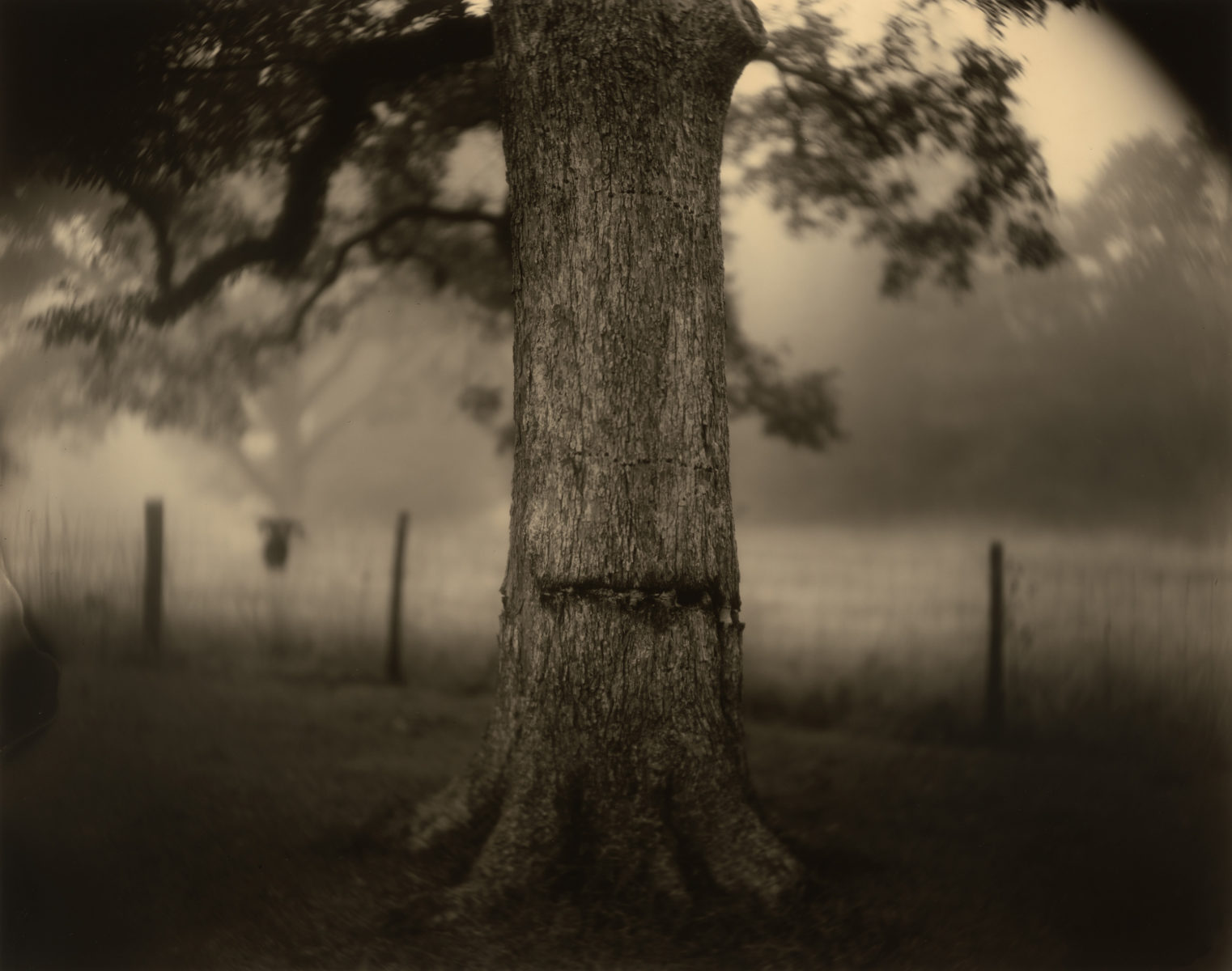 Sally Mann's Southern Vision – Garden & Gun