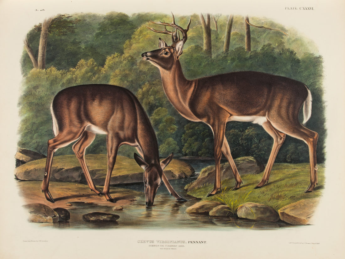 A Look at Audubon’s Work Beyond the Birds – Garden & Gun