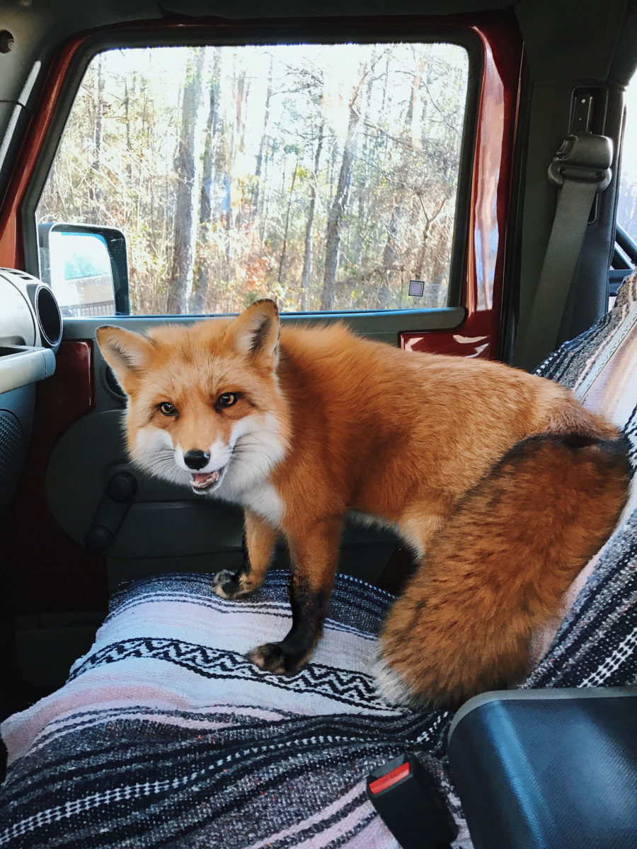 FOXEY☺︎︎︎︎ s-l1200.jpg