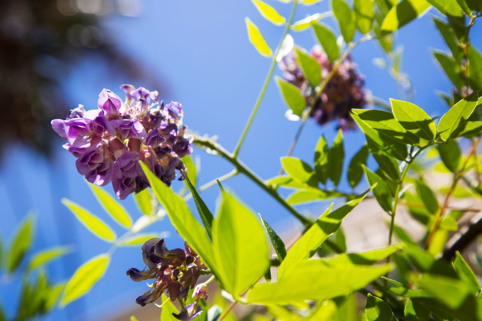 Non-Invasive Wisteria 101 – Garden & Gun