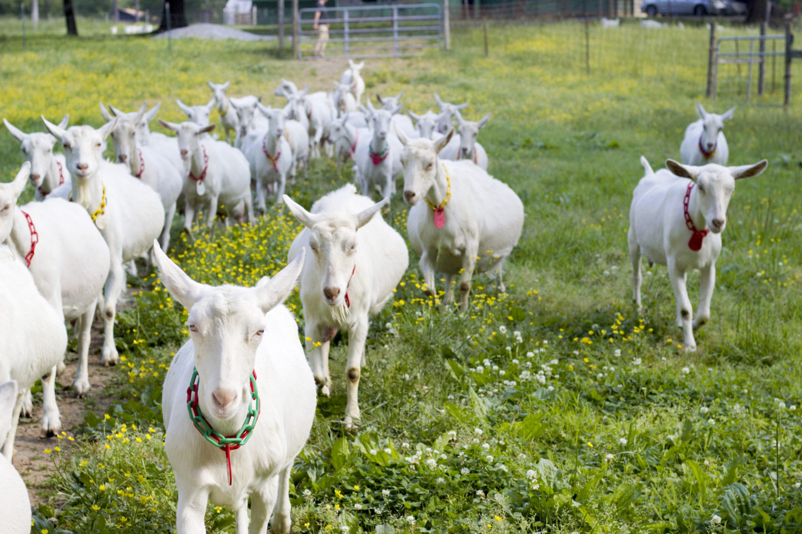 A Goat Paradise in Garden & Gun