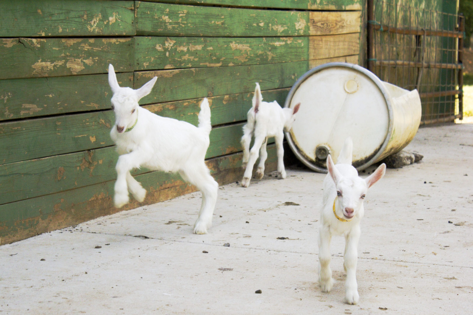 A Goat Paradise in Garden & Gun