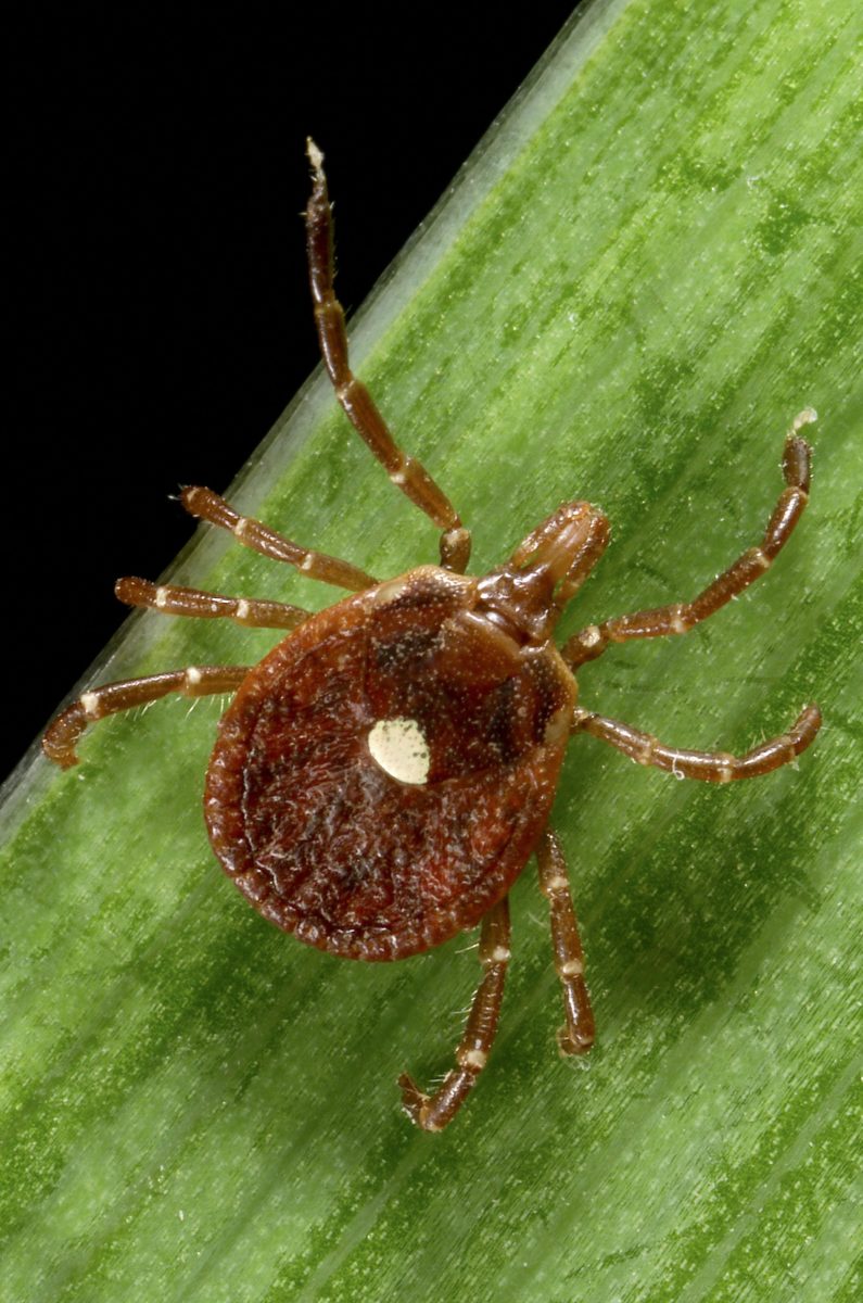 Do Tick Bites Cause Meat Allergies? – Garden & Gun