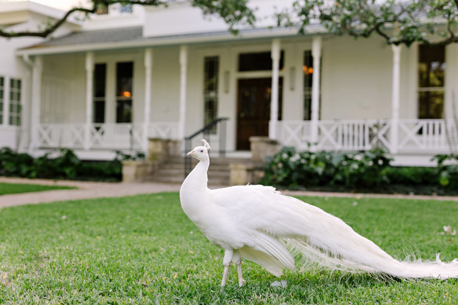 The Loneliest Peacock In Texas Garden And Gun 2641