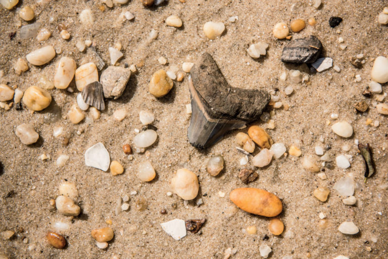 The Secrets to Finding Shark Teeth – Garden & Gun