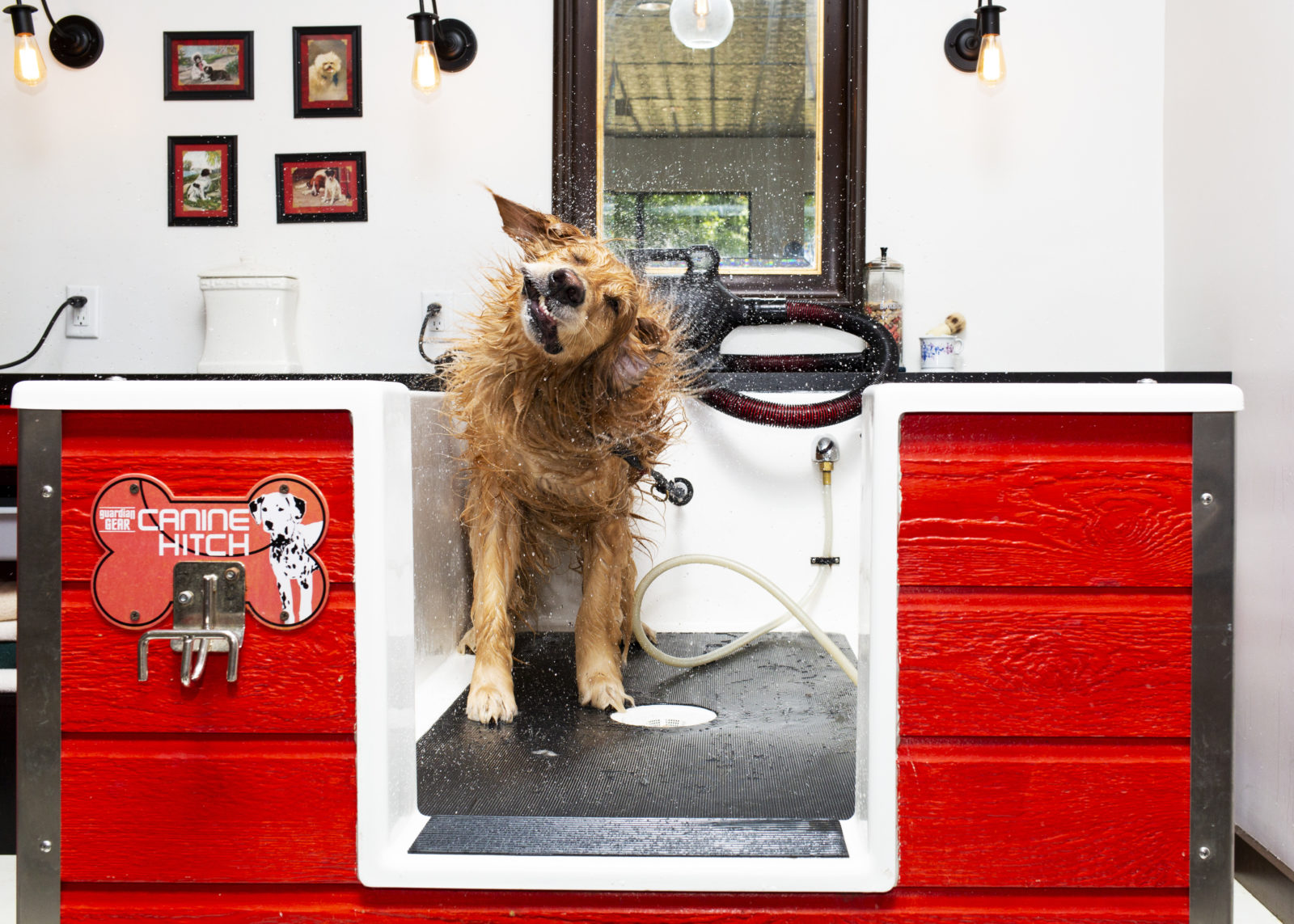 A Day at a Dog Wash in Charleston, South Carolina - Garden ...