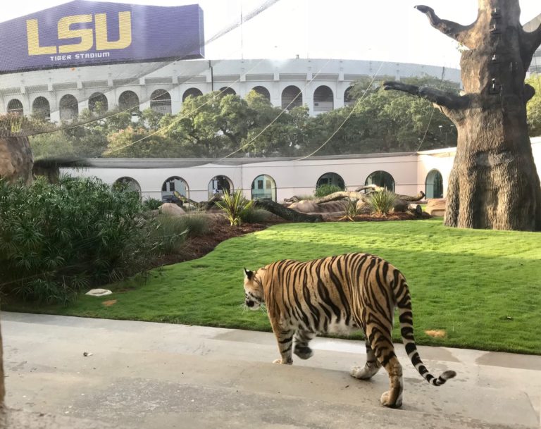 stuffed mike the tiger