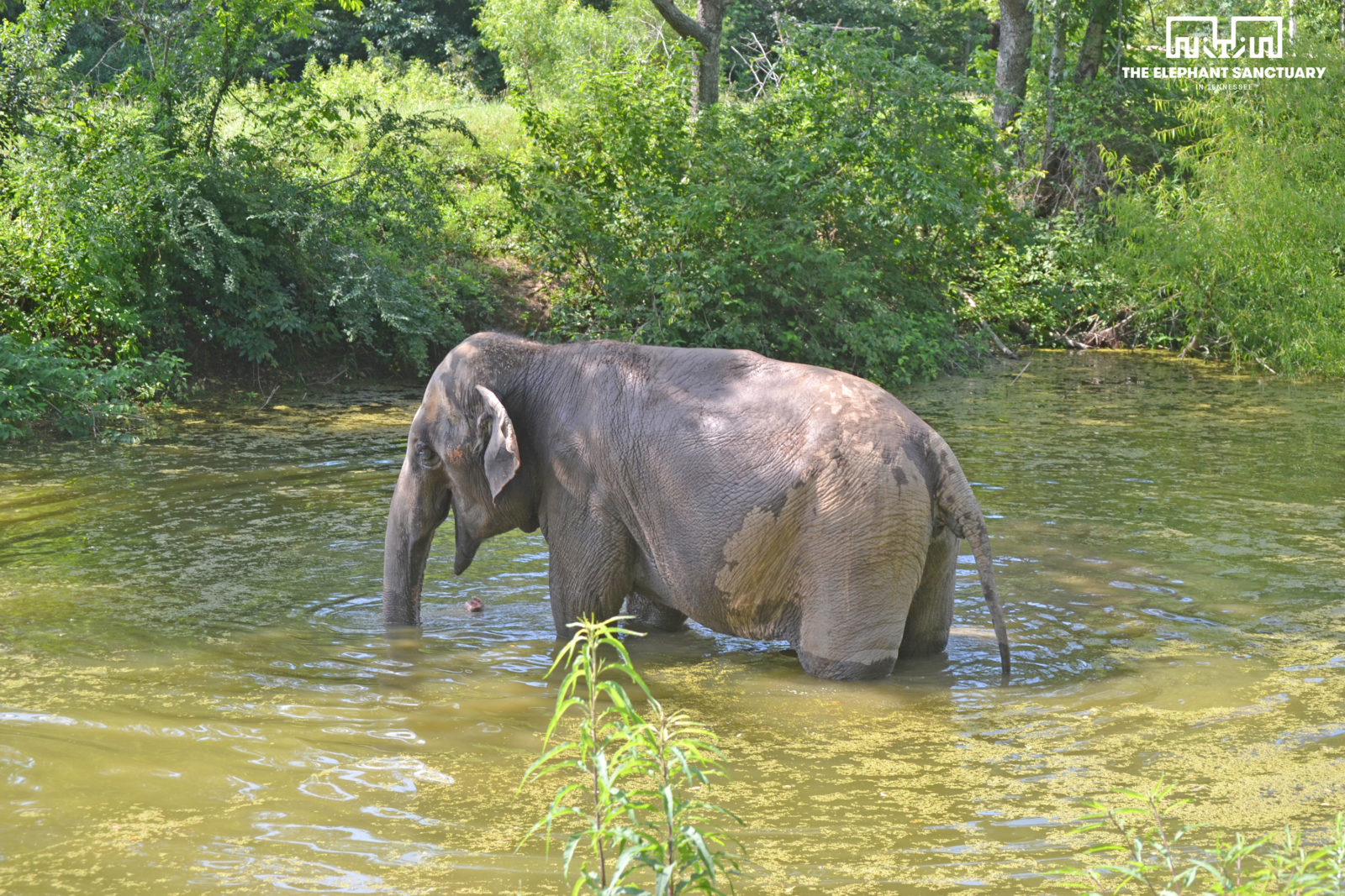 tennessee elephant sanctuary visit