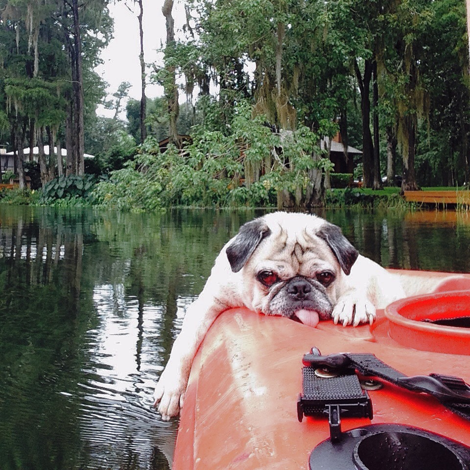 Buster, Pug
Neptune Beach, Florida